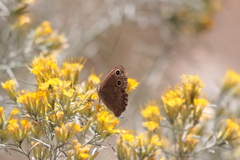 Cercyonis sthenele