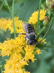 Megachile mendica