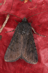 Euxoa punctigera