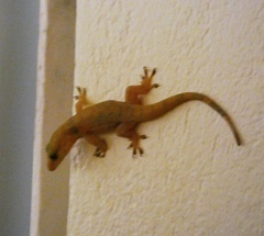 Aristelliger praesignis