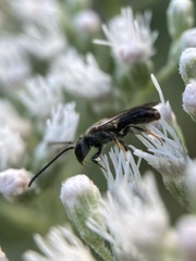 Lasioglossum fuscipenne