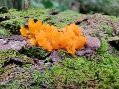 Dacrymyces chrysospermus