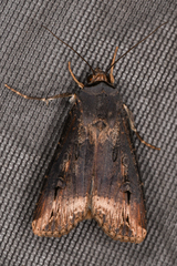 Agrotis ipsilon