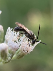 Lasioglossum fuscipenne