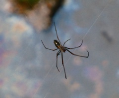 Leucauge argyra