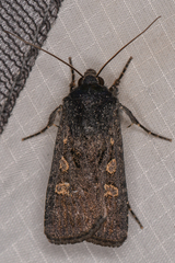 Euxoa punctigera
