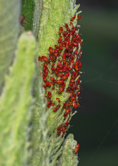 Oncopeltus fasciatus