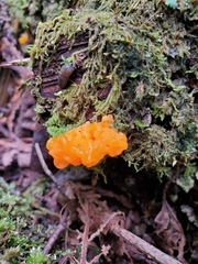 Dacrymyces chrysospermus