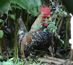 Gallus gallus