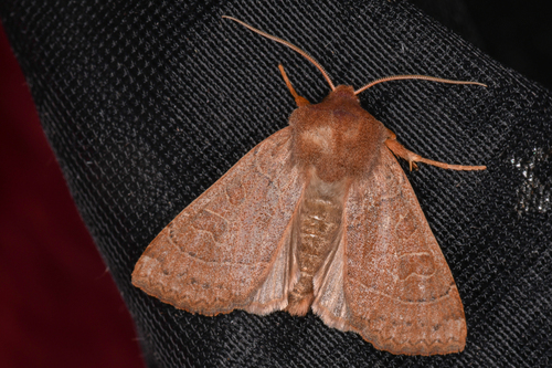 Mesogona rubra