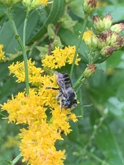 Megachile mendica