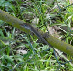 Anolis lineatopus
