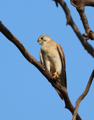 Falco cenchroides