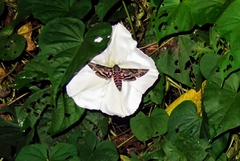 Agrius cingulata