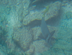 Prionurus laticlavius