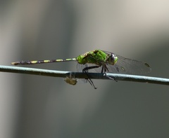 Erythemis vesiculosa