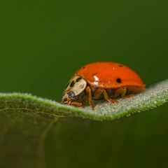 Harmonia axyridis