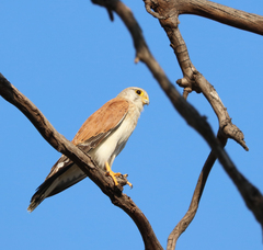 Falco cenchroides
