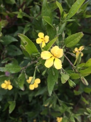 Goodenia ovata