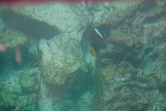 Holacanthus passer