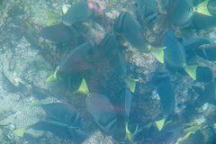 Prionurus laticlavius