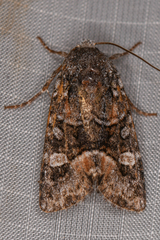 Lacinipolia