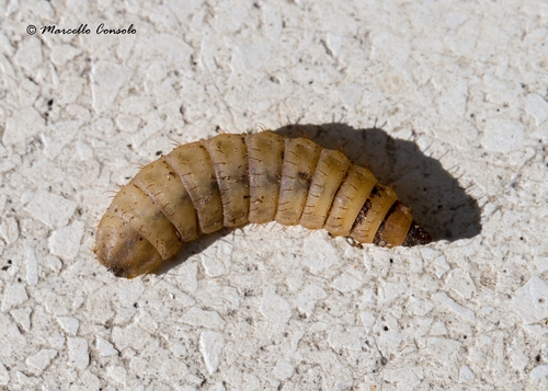 Black Soldier Fly, photo 3 of 9
