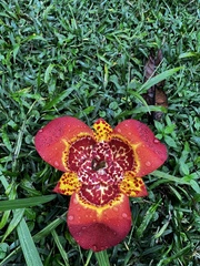 Tigridia pavonia