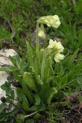 Primula ruprechtii