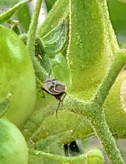 Lygaeoidea