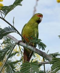 Enicognathus leptorhynchus