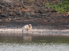 Phoenicopterus ruber