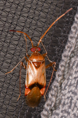 Eustictus pusillus