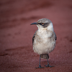 Mimus parvulus