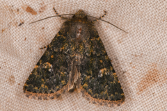 Xylenini