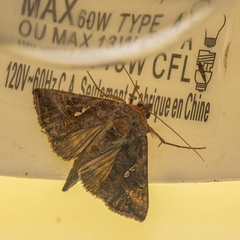 Autographa precationis