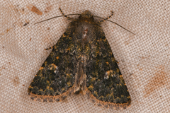 Xylenini