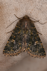 Xylenini