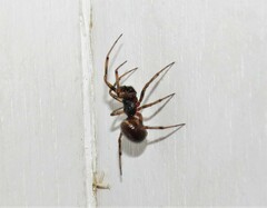Steatoda borealis