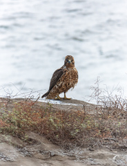 Buteo galapagoensis