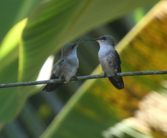 Mellisuga minima