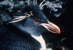 Eastern Rockhopper Penguin photo 4