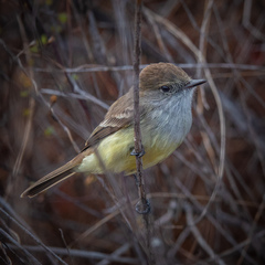 Myiarchus magnirostris