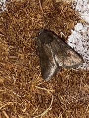 Lacinipolia meditata