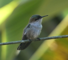 Mellisuga minima
