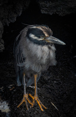 Nyctanassa violacea pauper