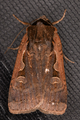 Parabagrotis