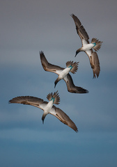 Sula nebouxii excisa