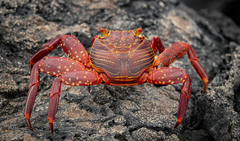 Grapsus grapsus