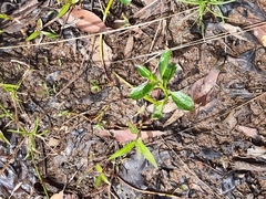 Ludwigia peploides montevidensis